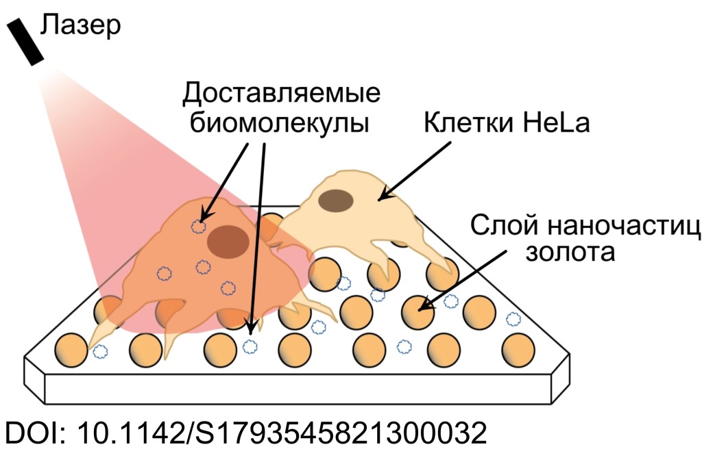 оптопорация.jpg