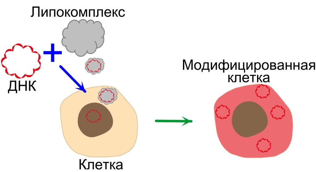 модифицир кл линии.jpg